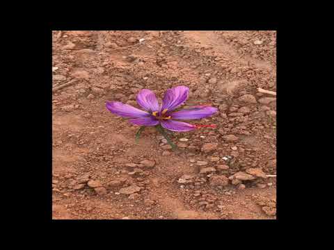 زراعة الزعفران اول تجربه