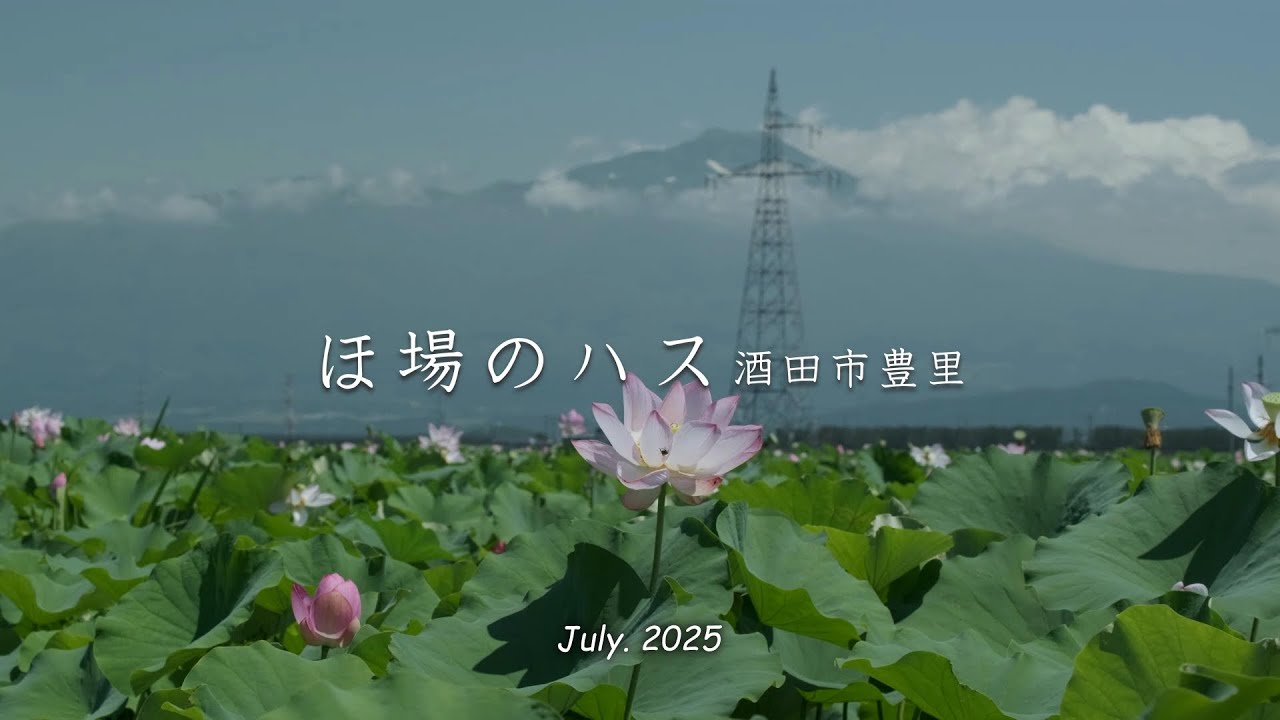 自然の風景 ハスの葉 2025「 ほ場のハス 」｜ハスの花｜鳥海山｜土門拳写真美術館｜酒田市