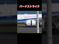バードストライクの瞬間！！[Bird Strike] Tokyo International Airport Haneda 羽田空港 '25/11/4 #birdstrike #hnd