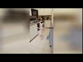 Кот "Медуза" танцует ржака