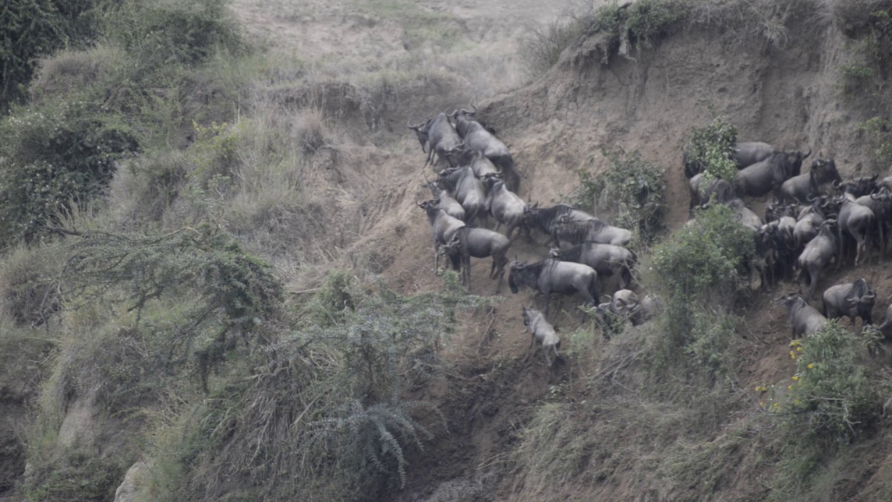 Mara River crossing at Masai Mara