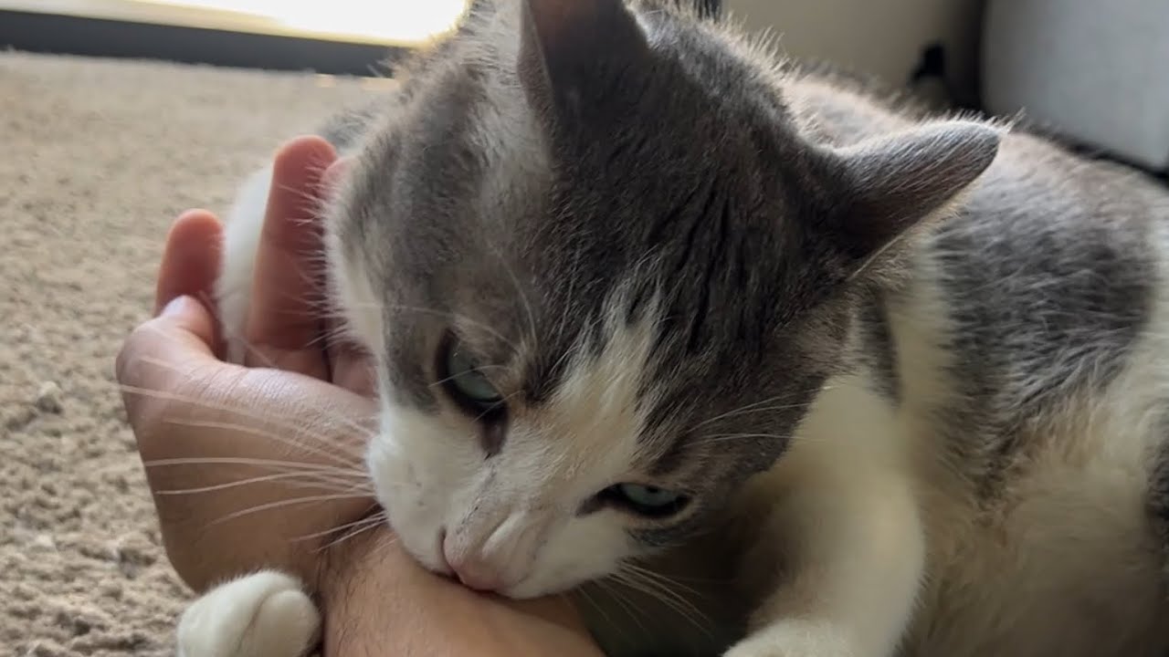 Why are you biting me!? - YouTube