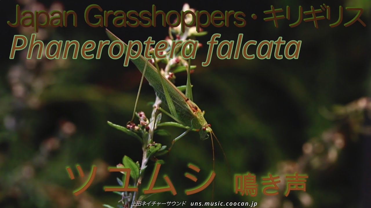 クリック音 ツユムシの鳴き声 Phaneroptera Falcata Youtube クリック音 ツユムシの鳴き声 Phaneroptera Falcata Youtube