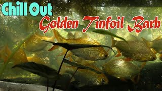 Golden Tinfoil Barb In An Outdoor Tank