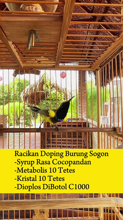 Racikan Doping Burung Sogok Ontong #muraibatu #kicaumania #sogon #sogongacor #bird #kenari #pleci