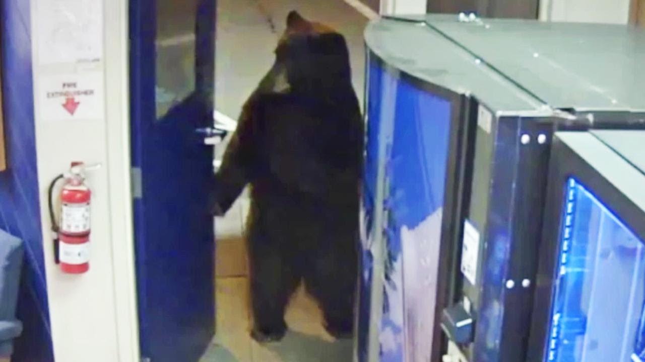 ⁣Bear Opens Door to California Police Facility and Walks Around Inside