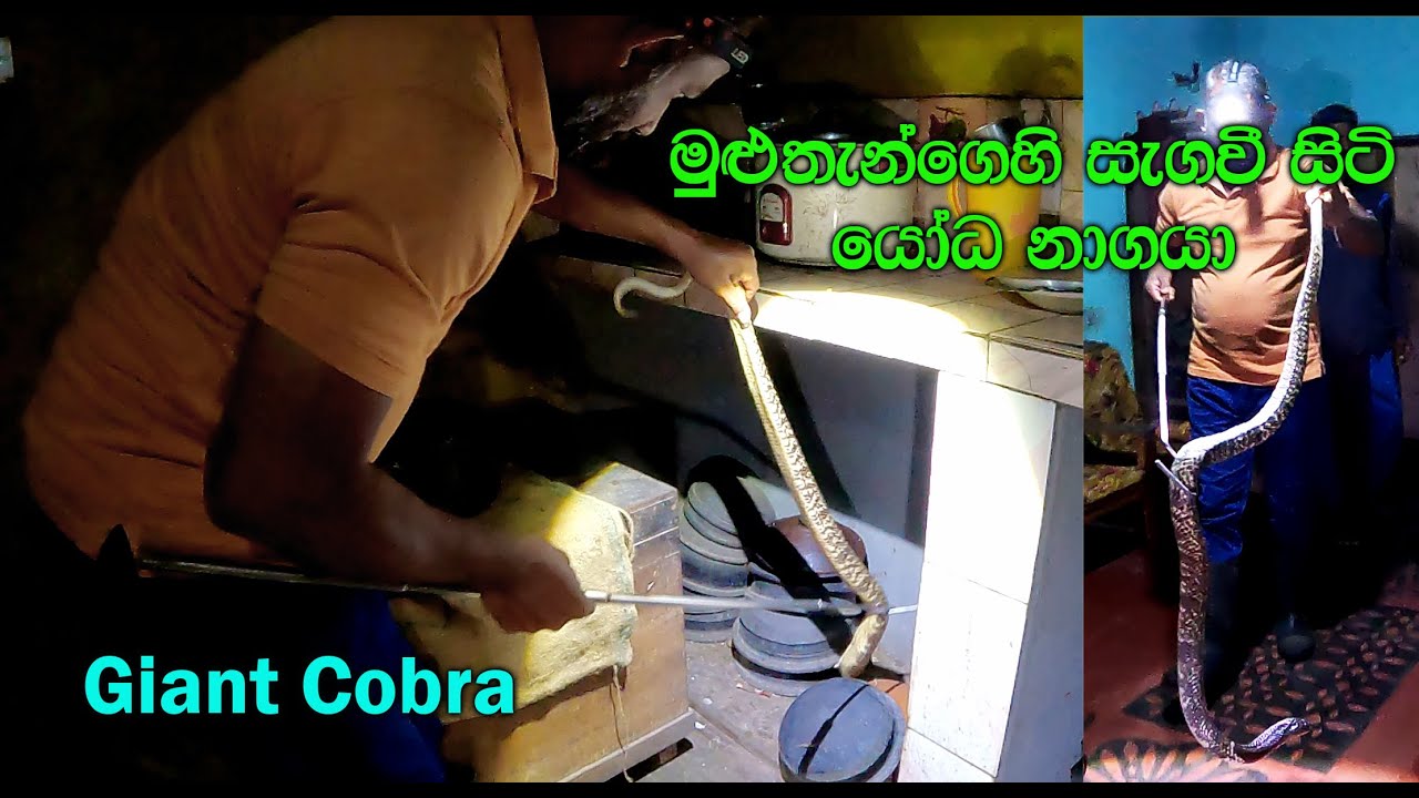 The giant cobra in the kitchen