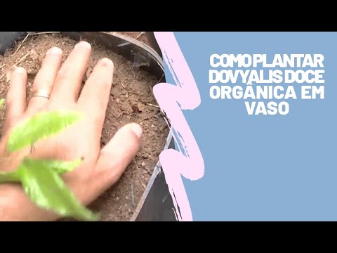 Como Plantar Dovyalis Doce orgânica em vaso