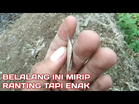 Hewan mirip Ranting kecoklatan sangat enak kalau di goreng walau ada ...