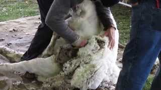 Sheep Shearing at Gore Place