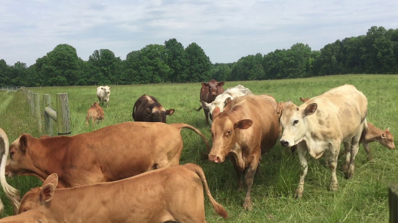 Manna Farms ~ 2018 New Pasture for Organic Grass Fed Piedmontese Beef Cattle