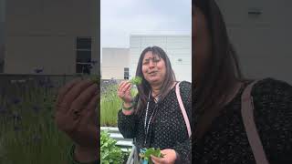 Terrace Garden Project in American School .
