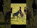 “Mother Horse’s Brave Rescue | 어미말의 용기”