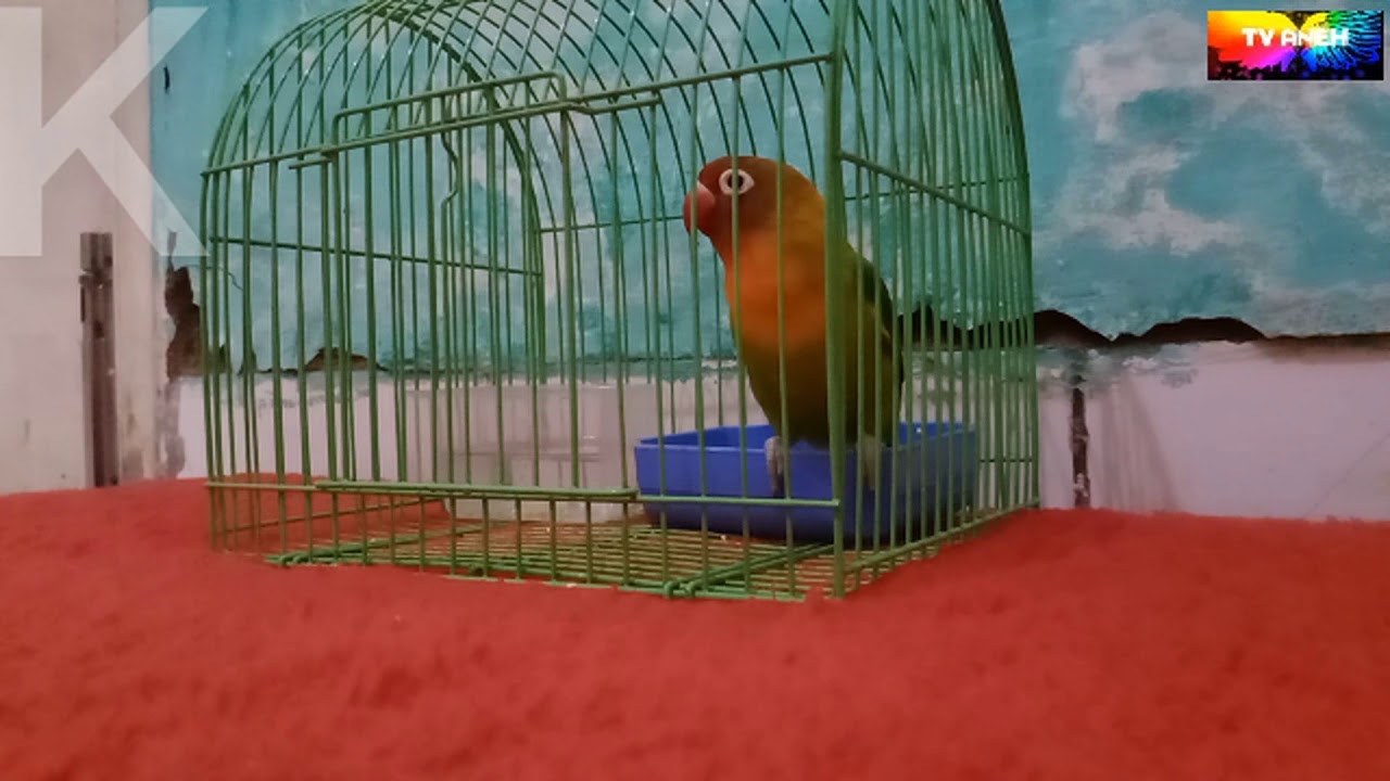 Suara burung Lovebird gacor 