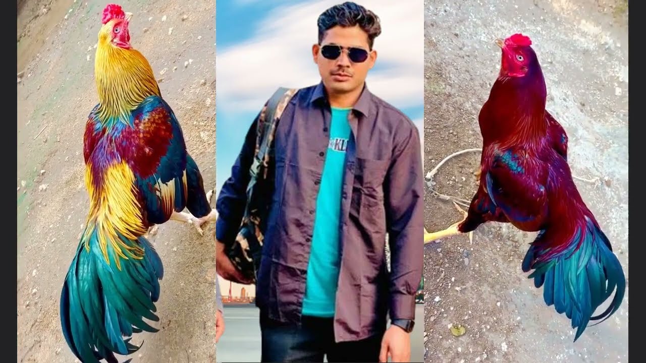imranbablo |beautiful aseel murga |birds at home 