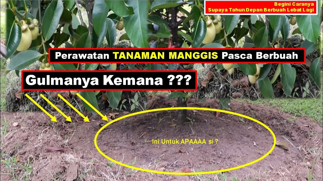 Cara merawat tanaman manggis Pasca berbuah