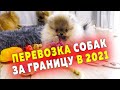 Щенкам шпица 94 дня. Перевозка собак из России за границу 2021. Способ доставки щенка за рубеж