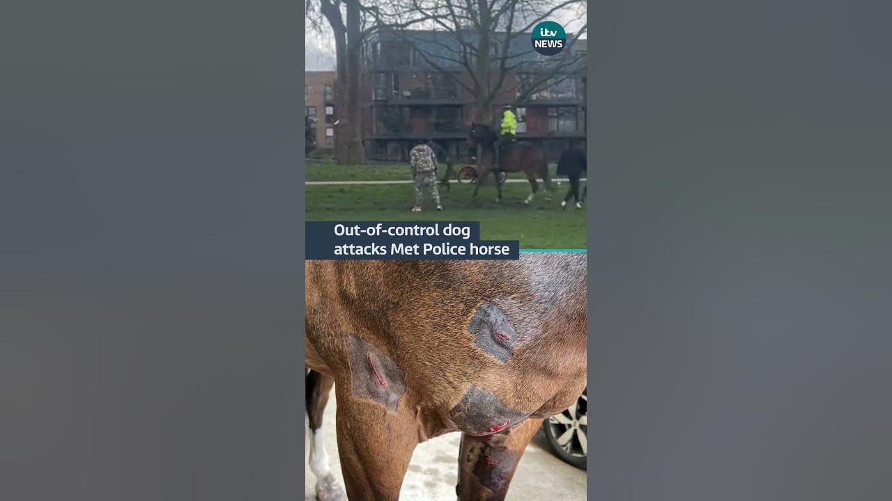 DOG HORSE ATTACKS SPIDER 