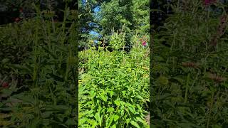 The garden is loving all the rain! #garden #gardening #gardens #gardenlove The garden is loving all the rain! #garden #gardening #gardens #gardenlove