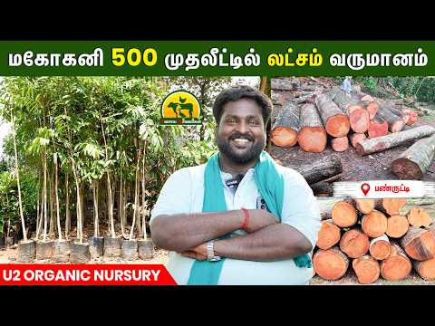 ஆப்பிரிக்கன் மகோகனி செடி வளர்த்து லாபம் 💰 | Low Investment High Profit