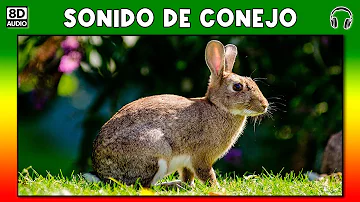 ¿Cómo suena el llanto de un conejo?