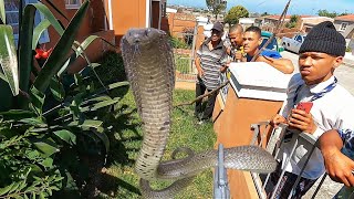 Deadly Cape Cobra Terrorizes Neighborhood!