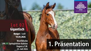 Hagen Spring Foal Auction Presentation Lot 2 Gigantisch Stallion by Gigabyte - Cristallo I