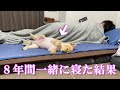 【モニタリング】8年間一緒の布団で寝てきた愛犬がこうなりました…笑