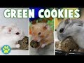 Green Cookie Pet Recipe + All Of My Hamsters