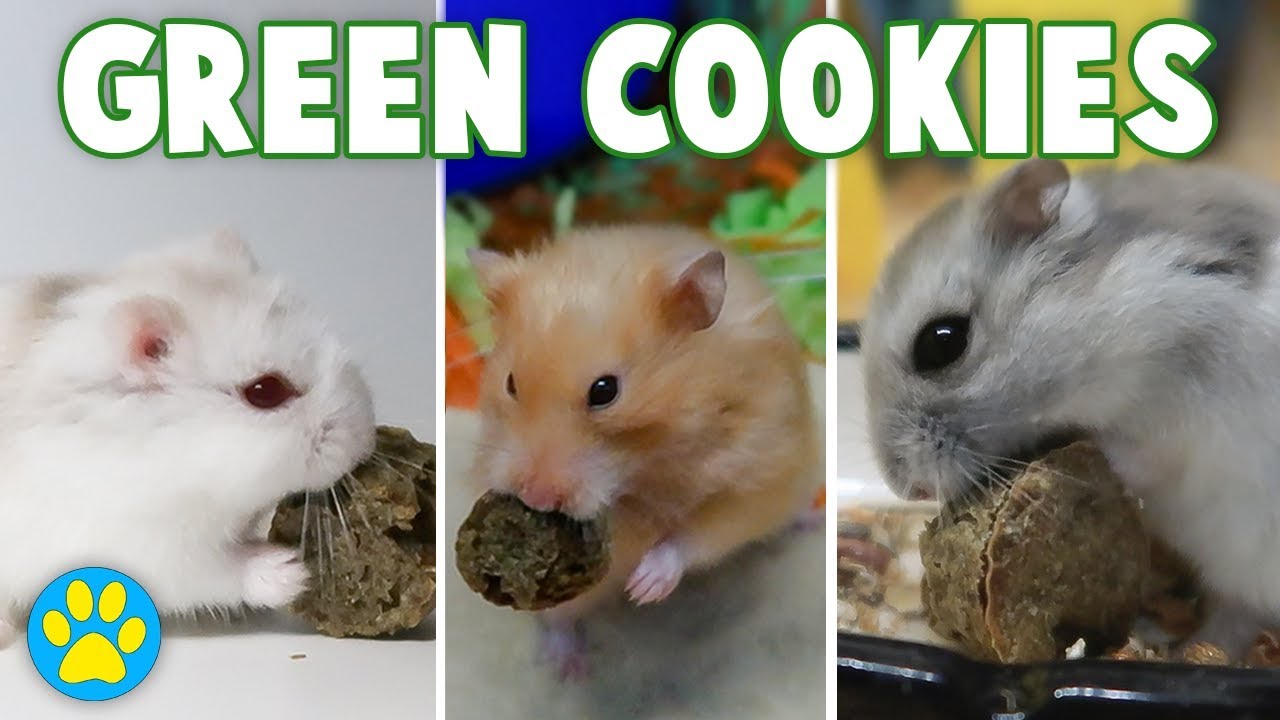 Green Cookie Pet Recipe + All Of My Hamsters YouTube