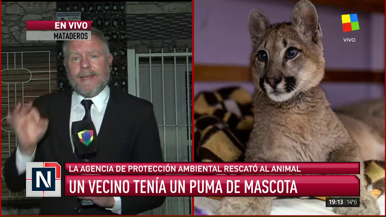 un puma cougar