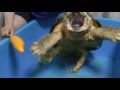 Alligator snapping turtle attack Zukkini　ワニガメズッキーニ