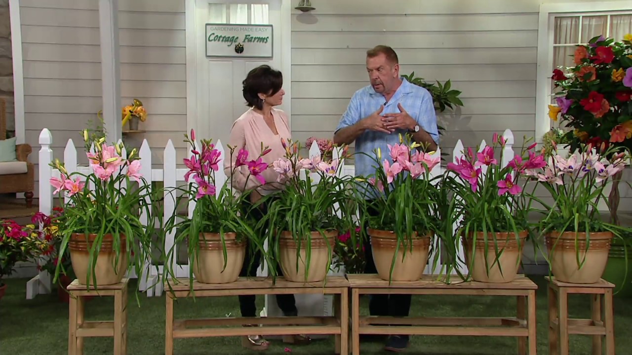 Cottage Farms 6-pc Fragrant Pretty in Pink Daylily Collection on QVC