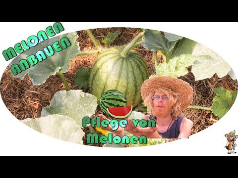 Video: Zone 6 Melonensorten – Können Sie Melonen in Gärten der Zone 6 anbauen?