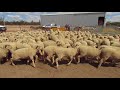 Wa sheep sale  geier