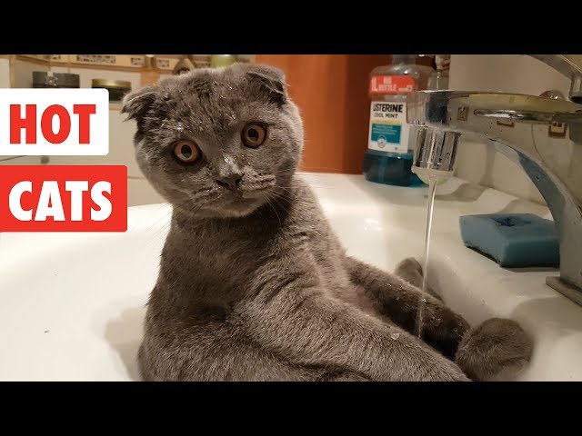 Hot Cats | Funny Cat Video Compilation 2017