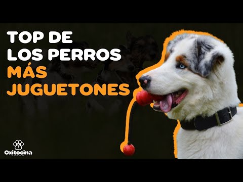 Video: 10 razas de perros más hiperactivos