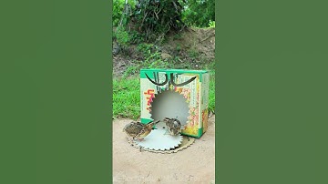 New Creative DIY Quail Trap Technique #shorts