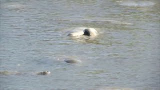Manatees travel more than you think