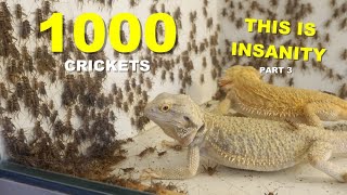 1000 Crickets VS My Bearded Dragons !! HUGE FEEDING FRENZY !! Part 3