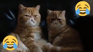 12 Minutes of Funny Cat Videos - EP 29