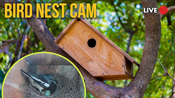 Live Bird Nest Camera | Oriental Magpie Robin