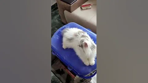 Watch the video about Classic longhair persian kittens available