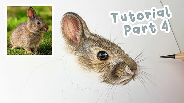 How to Draw a Realistic Bunny Rabbit | Bunny Rabbit Coloured Pencil Tutorial Part 4