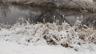 Snowy Winter Kitten Rescue