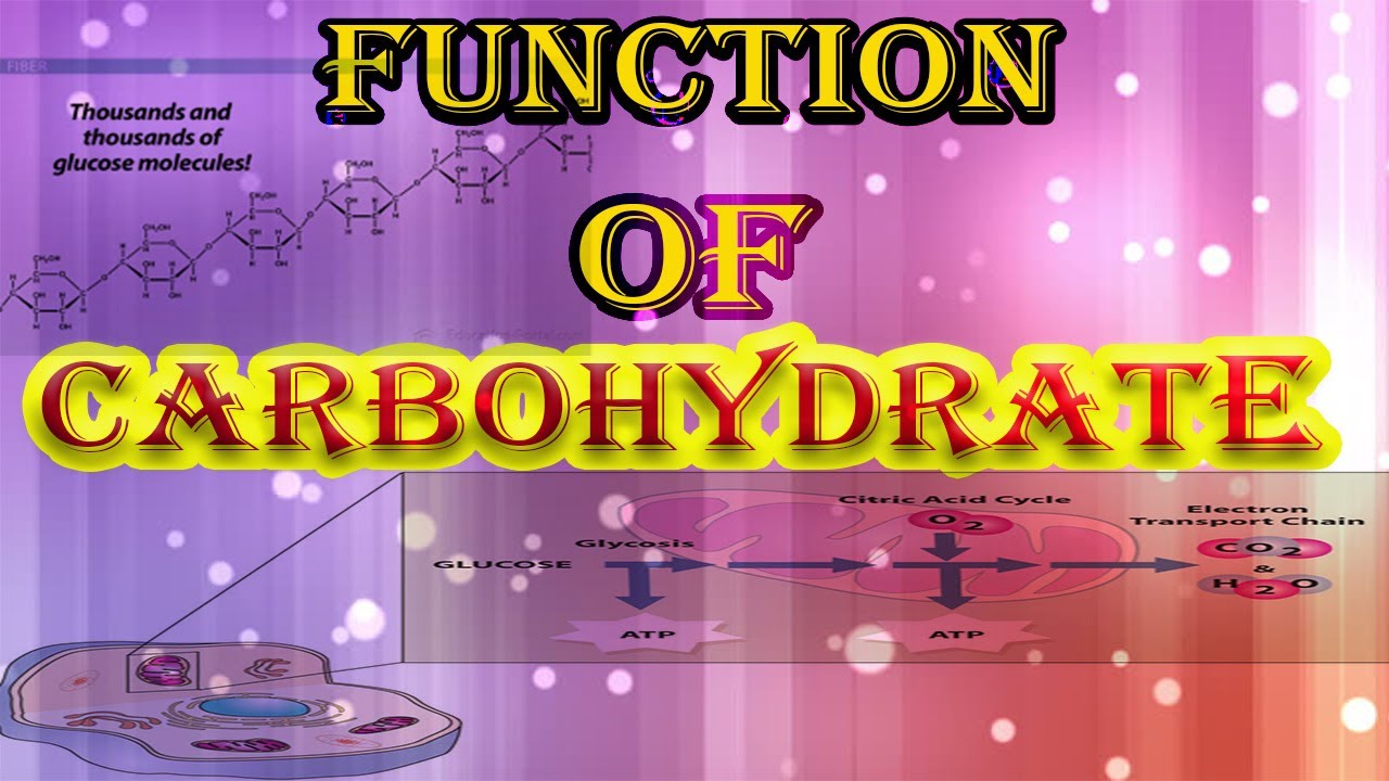 carbohydrates function YouTube