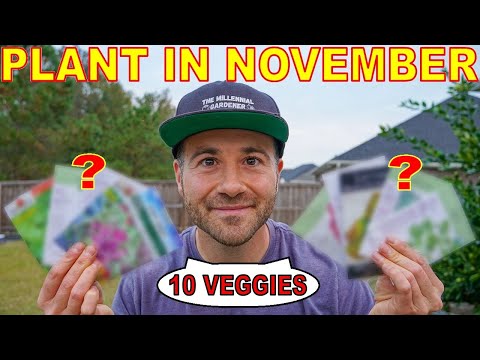 Video: November Hagearbeid – å dyrke en hage i sørvest i november