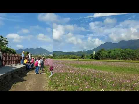 2020 關渡祕境花海