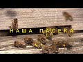 Наша пасека.