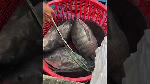 Vlogs 289 Bồi cá - Hồ Đại Hoàng Gia; Đường Bạch Đằng, VSIP 2A, Vĩnh Tân, Tân Uyên, Bình Dương